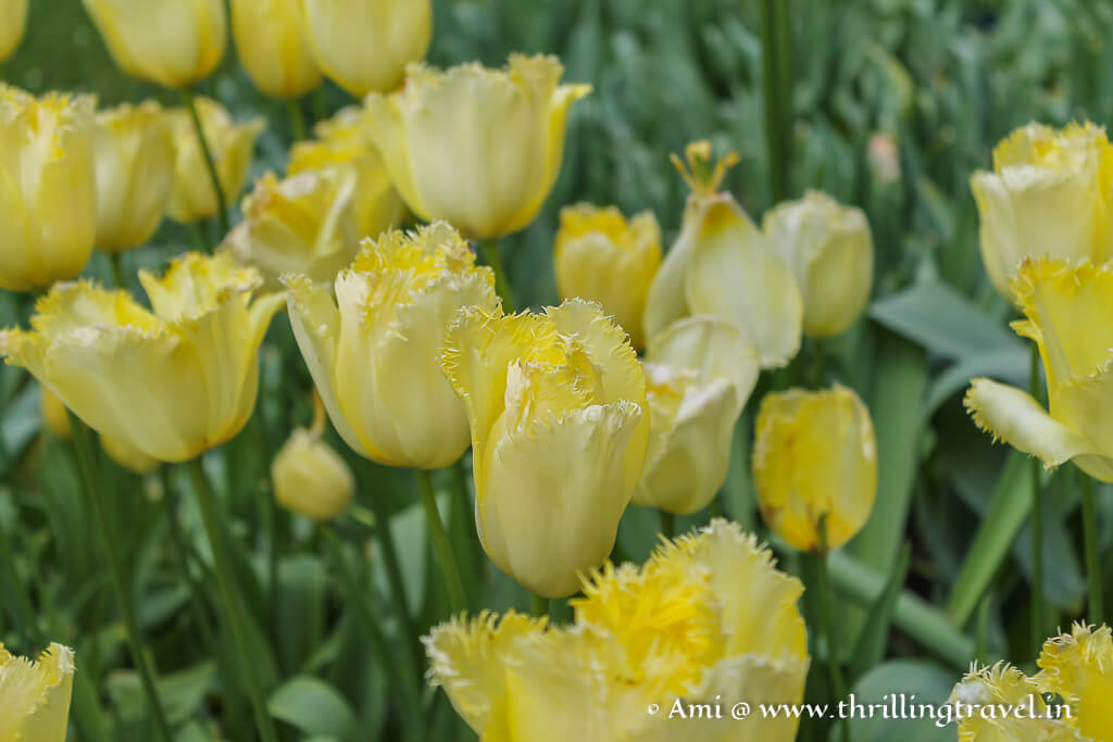 The Keukenhof tulips in bloom
