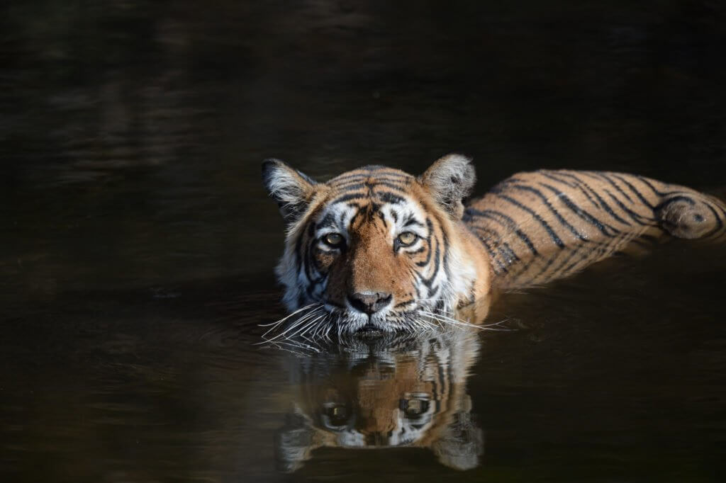 Tiger at Ranthambore. Photo Credits : Karthik Dwarkanath via Flickr under CC by NC-ND 2.0