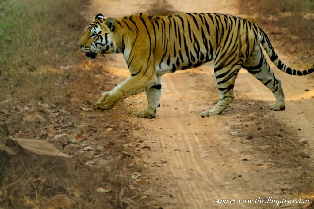 Tigers of Kanha National Park