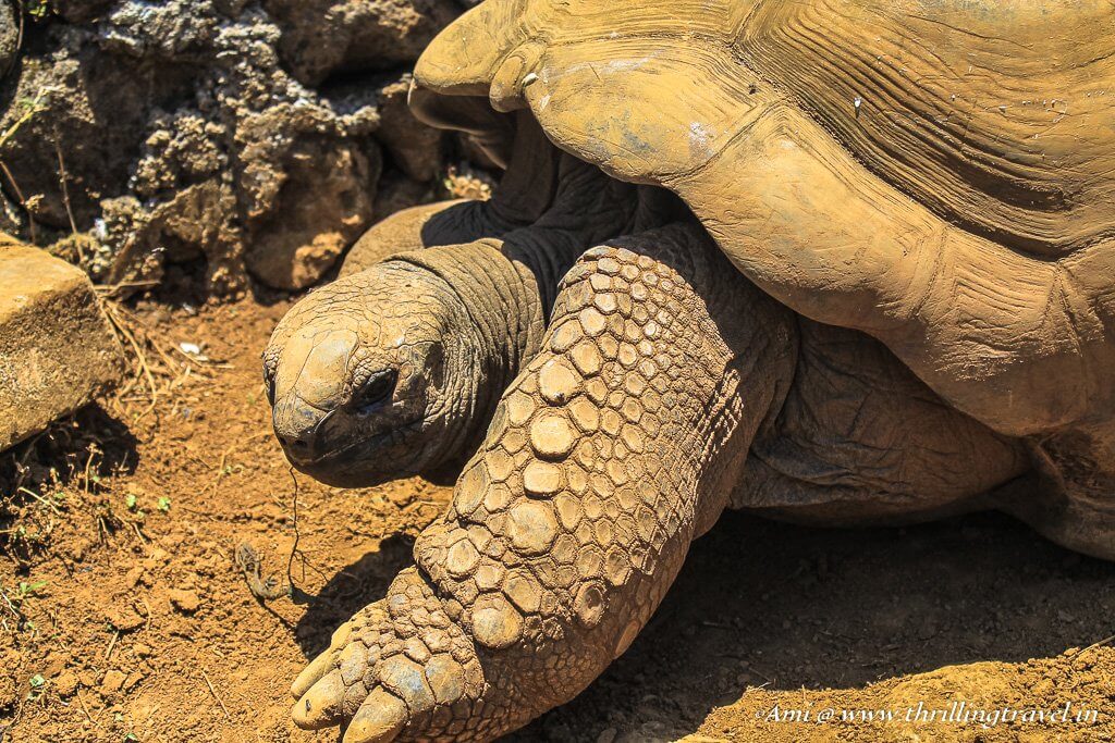 Giant tortoise at La Vallee des Couleurs, Nature parks of Mauritius