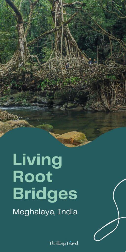 Meghalaya living root bridge