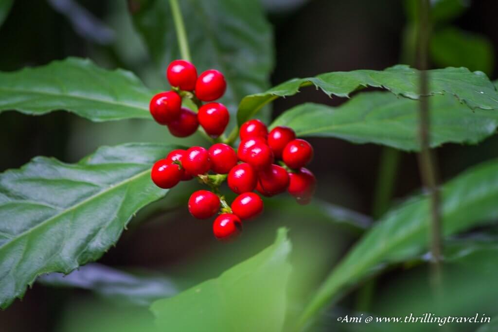 Coffee Berries along the trail at The Habitat Penang Hill