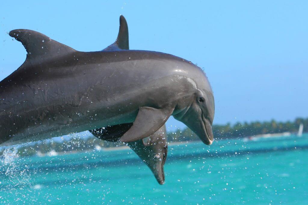 Dolphins at Punta Cana, Caribbean Islands