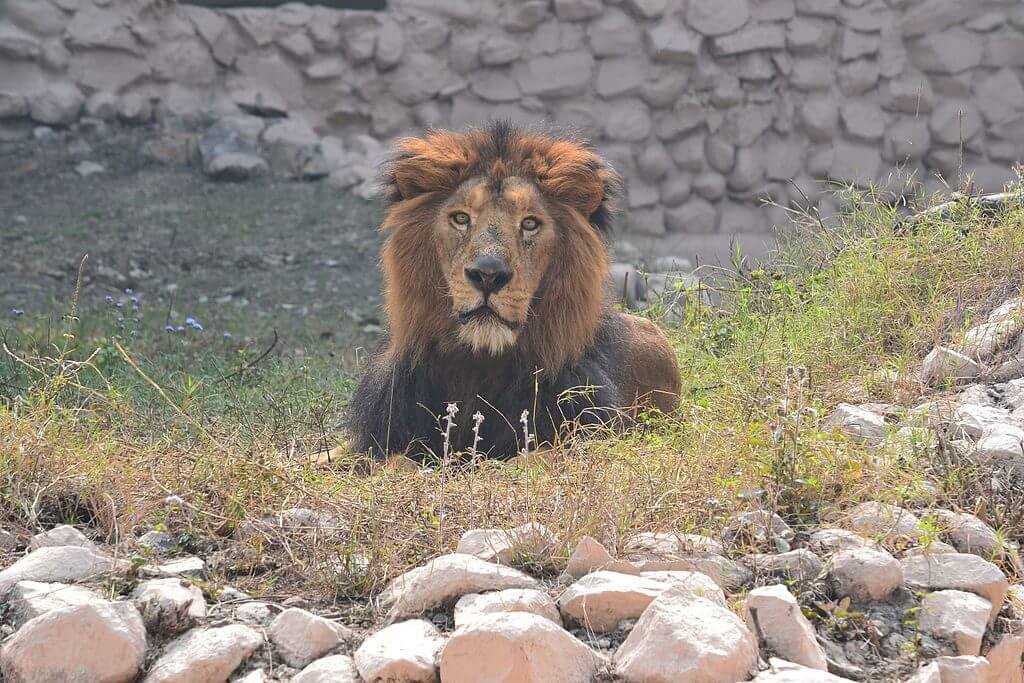 Asiatic Lion in Lucknow Zoo