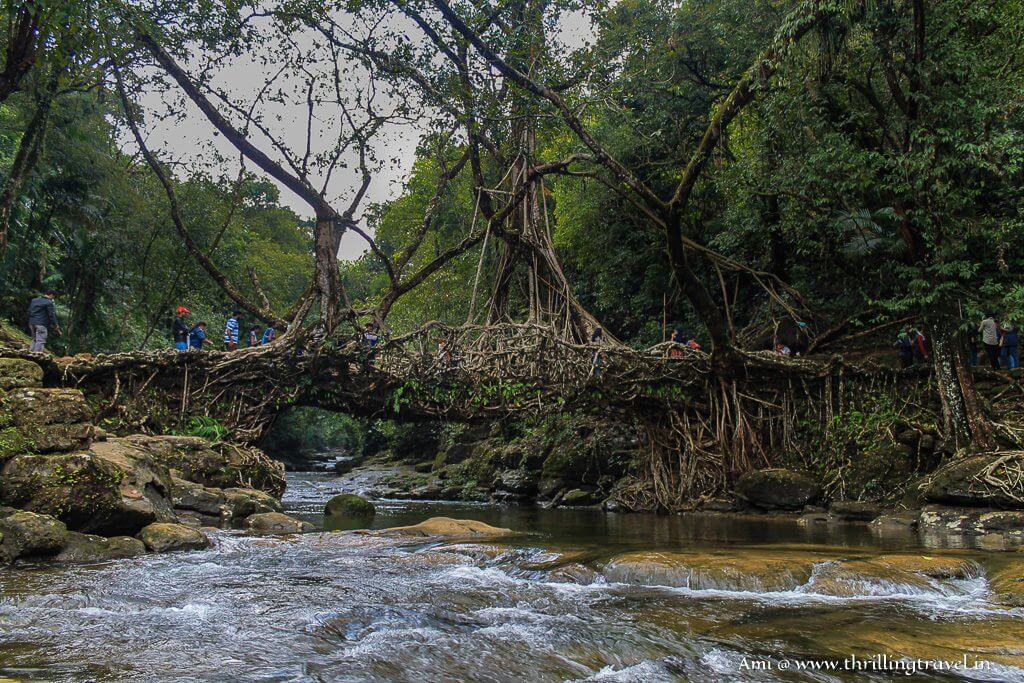 Living Root Bridge in Meghalaya