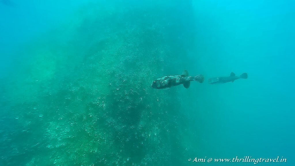 Scuba Diving in Hikkaduwa National Park