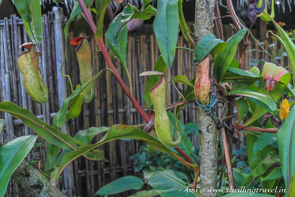 Pitcher Plants in the village