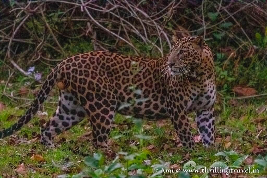 Kaimara Male Leopard that I saw during my Kabini Jeep Safari