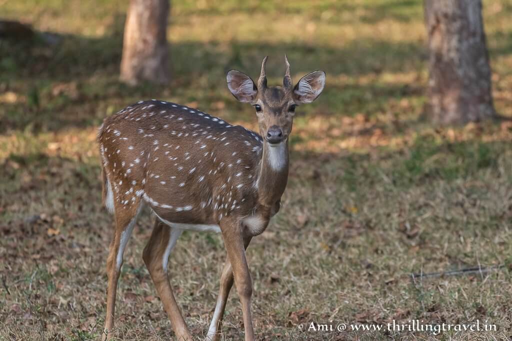Spotted deer or Chitals in Kabini