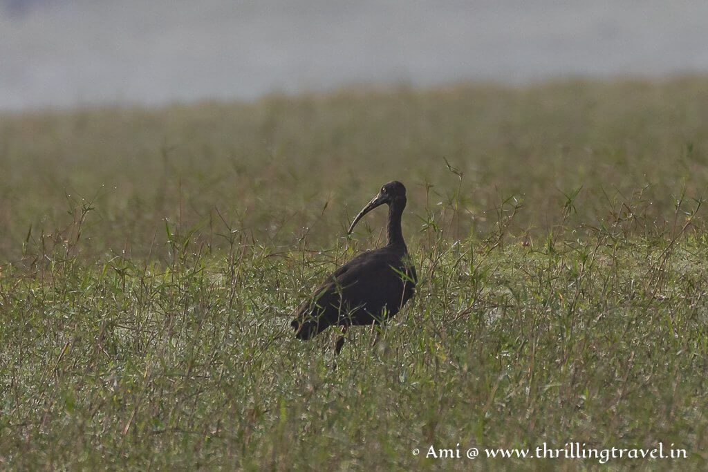 The long beaked Red Naped Ibis