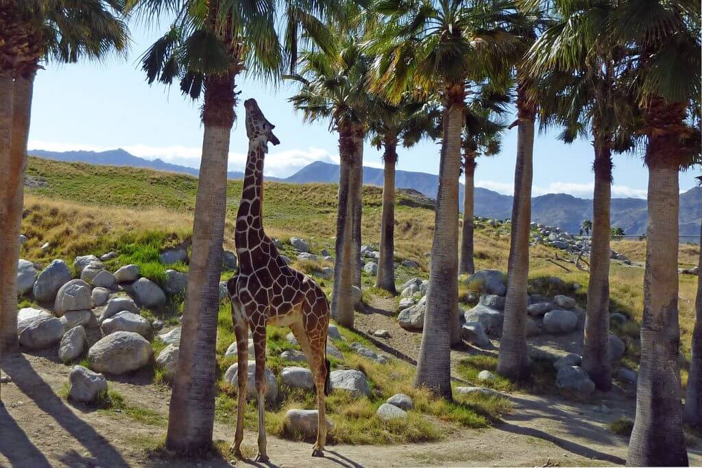 One of the things to do in Palm springs with kids is visit the Living desert zoo and garden