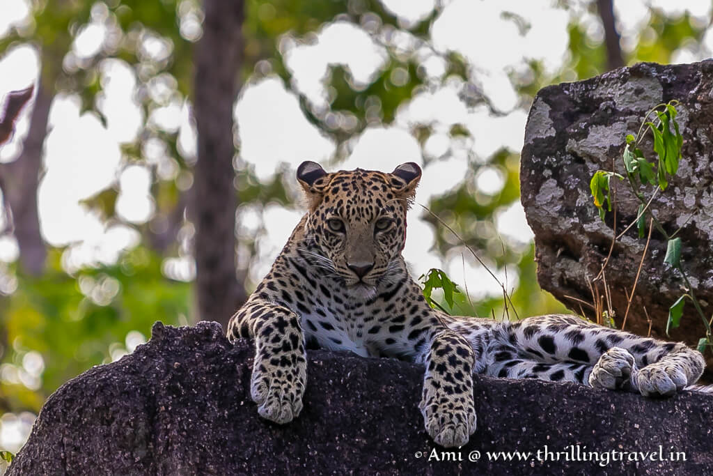 A leopard cub in Pench National Park - one of the many sightings that I got on my visit