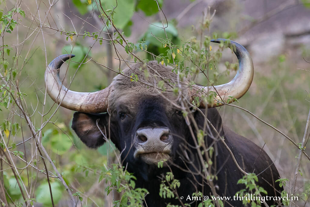 Close up of a Gaur in Pench - one of the largest mammals in the world.