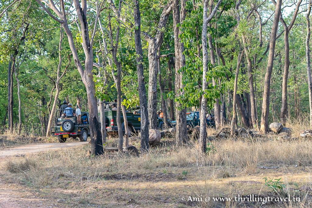 I recommend that you book jeep safaris in Pench as agains the canter safaris