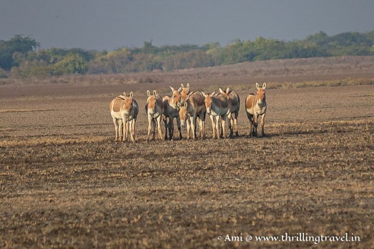 Locally known as Khur, the Indian Wild Ass are only seen during the Little Rann of Kutch safari
