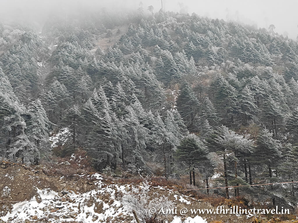 View from the Maggi stop that we made near Sela pass, Tawang