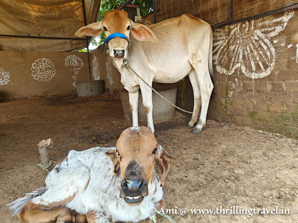 The resident cows at Aranyavas nature retreat