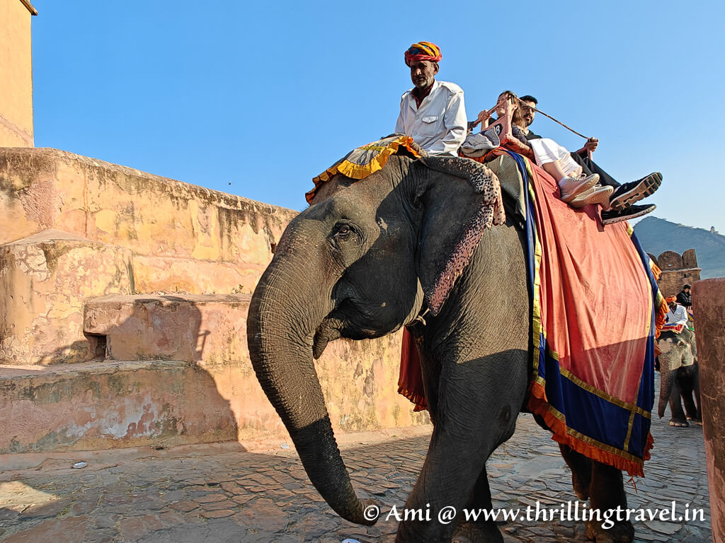 Amer Fort elephant ride to the entrance - not something that I recommend 