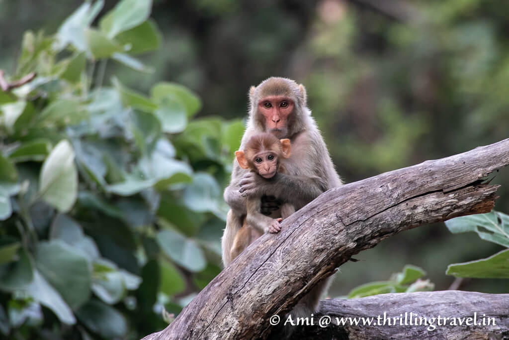 A warm picture in Bandhavgarh national park - langur and its baby
