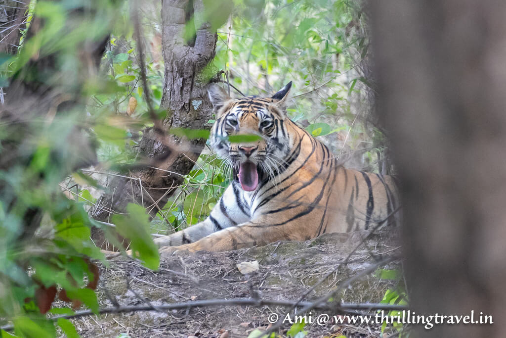 The tiger cub we spotted during my Bandhavgarh Pugdundee safari