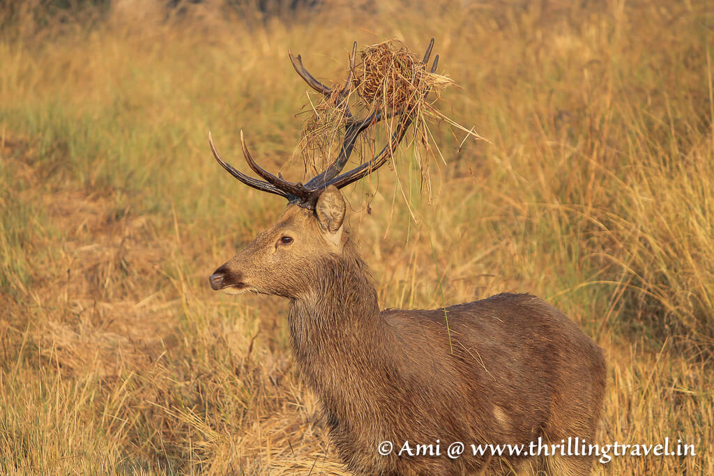 The Barasingha story is how Kanha became a national park