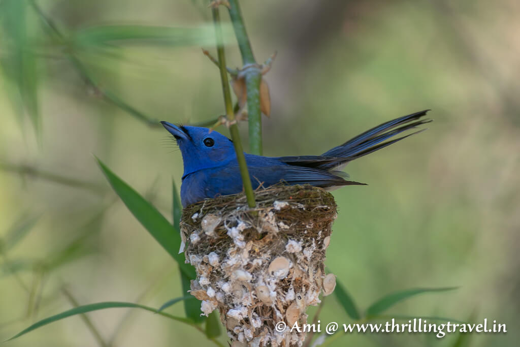 Black-naped monarch with its nest in the Pugdundee Safaris Kanha Earth Lodge property