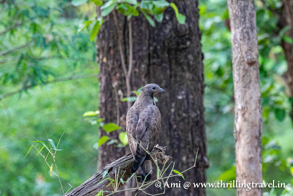 A Honey Buzzard spotted on the Kanha National Park Safari organized by Pugdundee Safaris