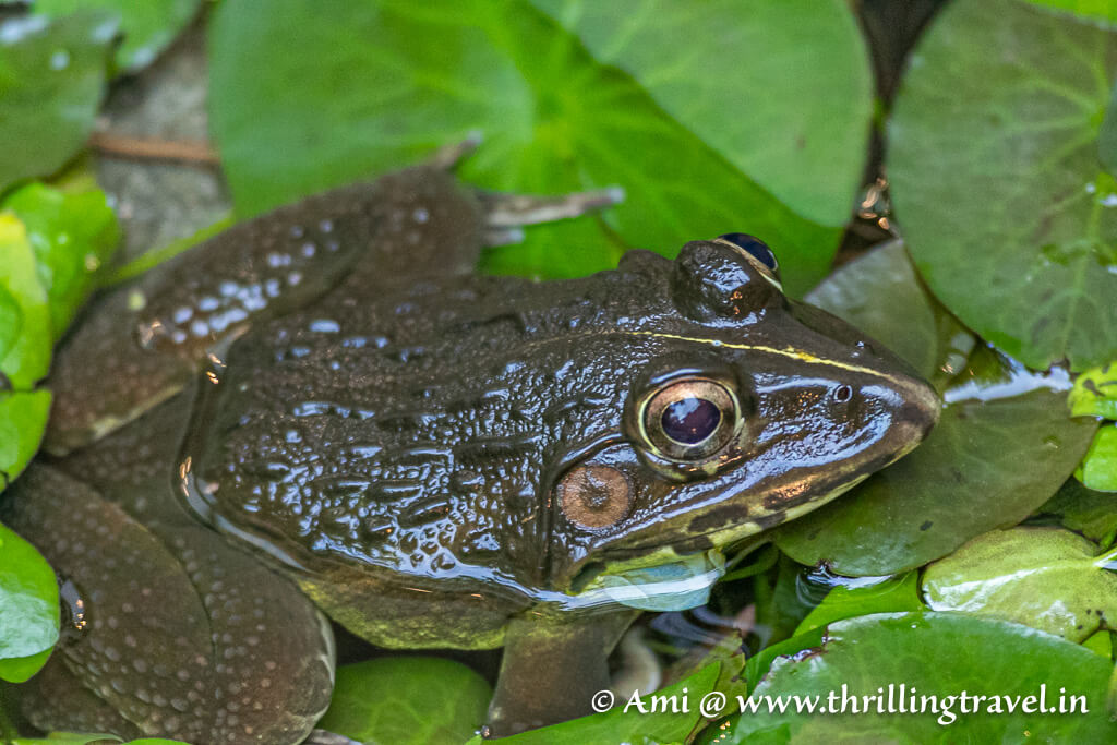 The Indian Bull frog in the landscape pool of my Pugdundee Kanha stay