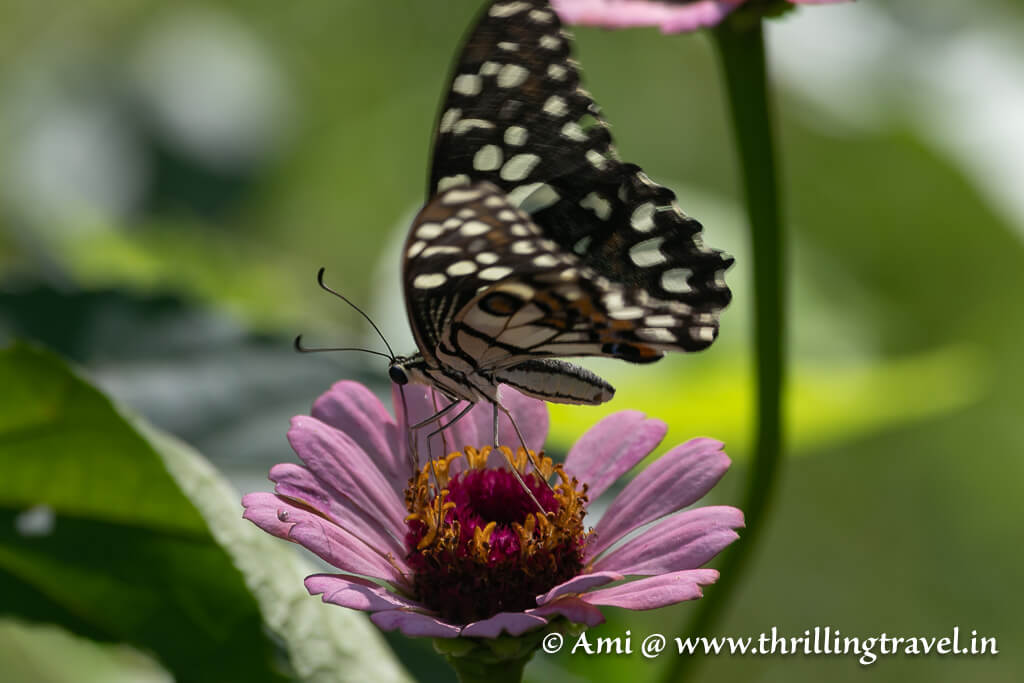 Lime butterfly - one of the many that are found in the butterfly garden of the Pugdundee stay in Kanha
