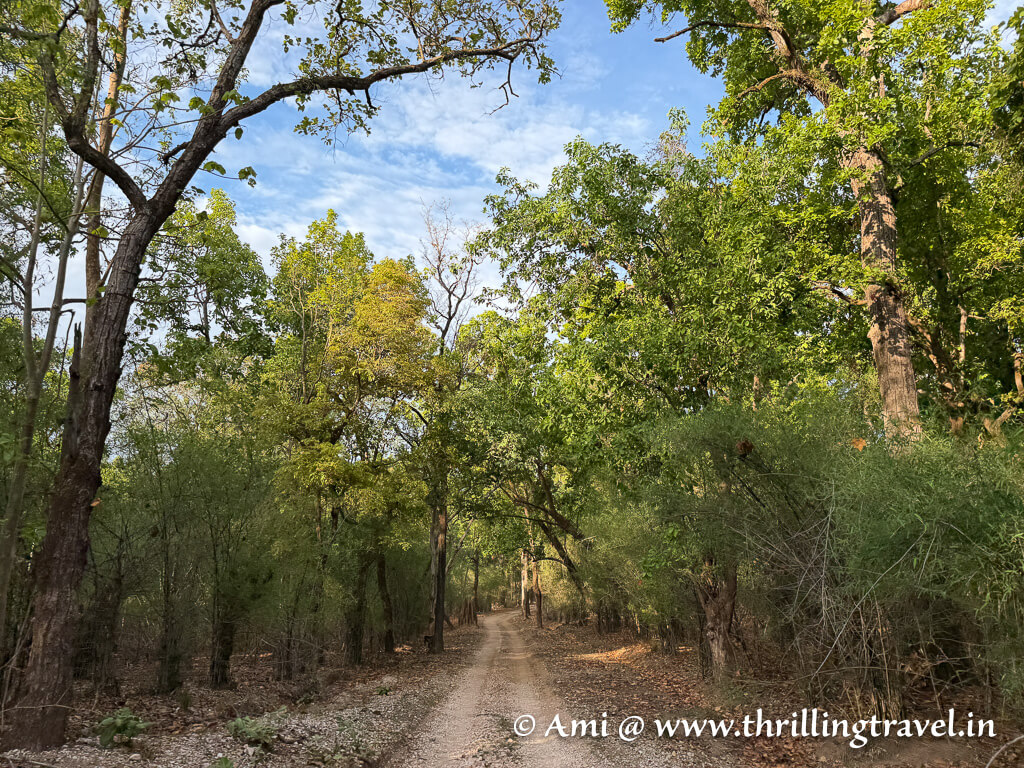 Kanha and its sal backdrop