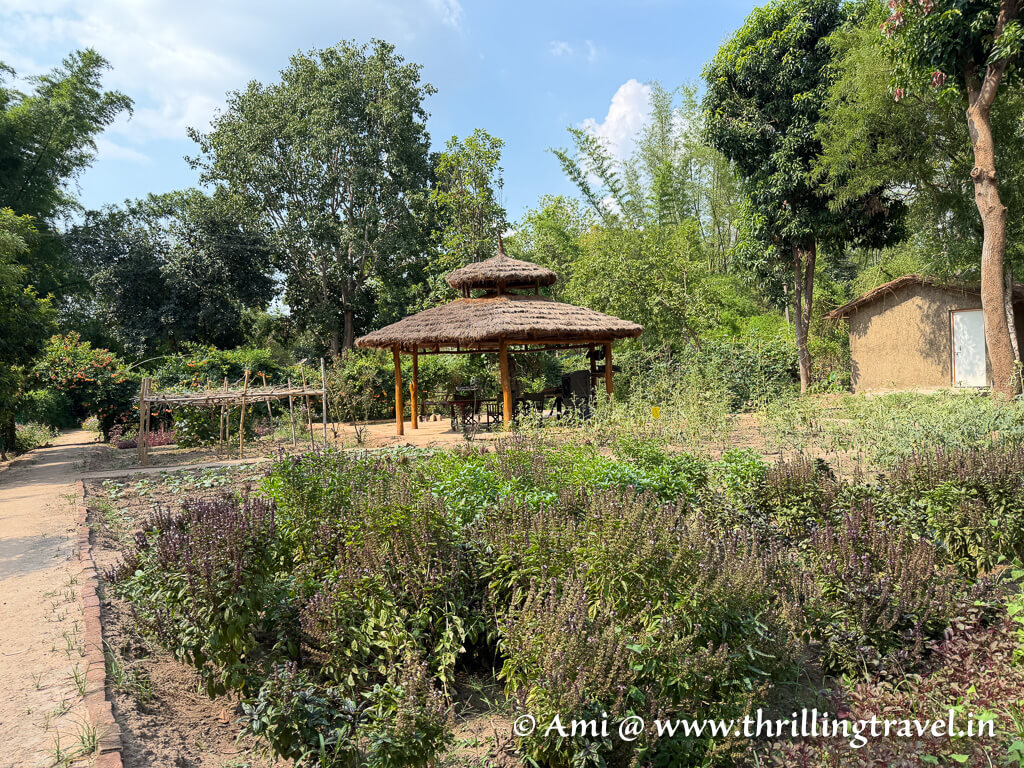 The kitchen garden at by Pugdundee Bandhavgarh stay