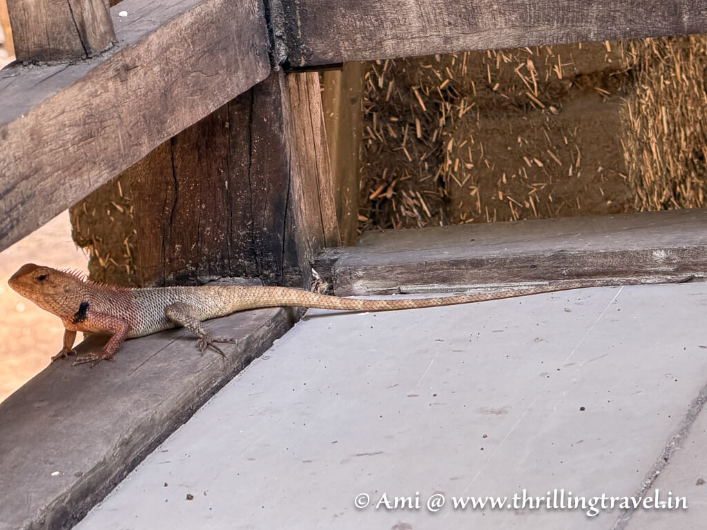 The Oriental Garden Lizard at the steps of my cottage in Bandhavgarh