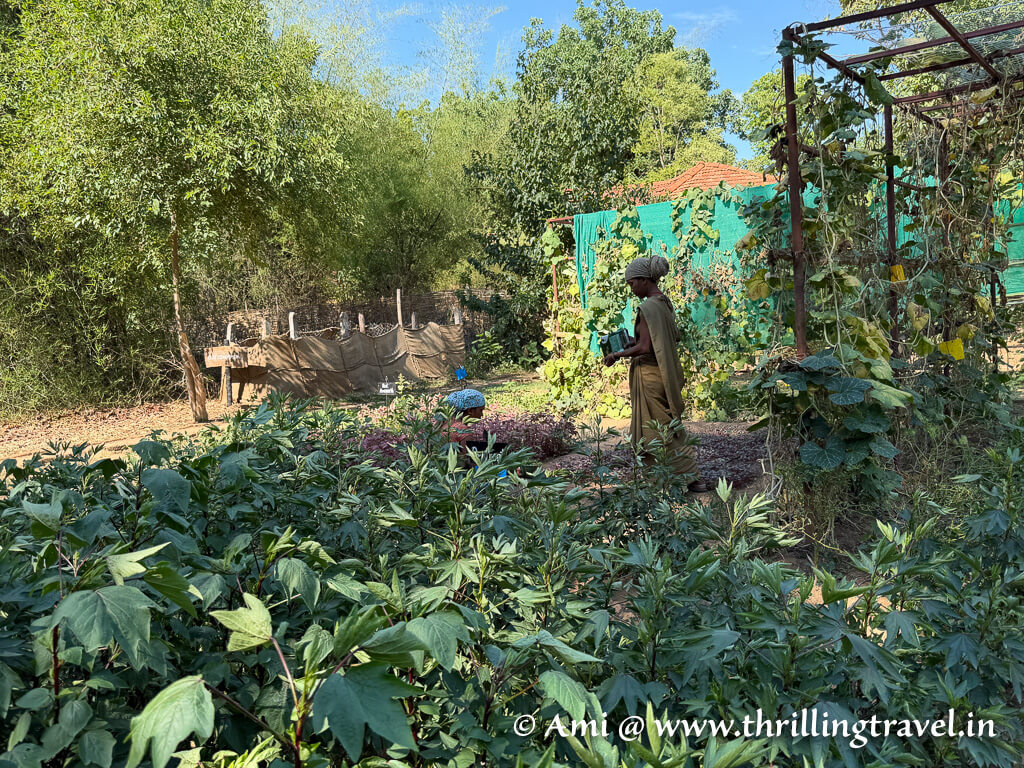 The kitchen garden where the key ingredients for their menu at Kanha Earth Lodge