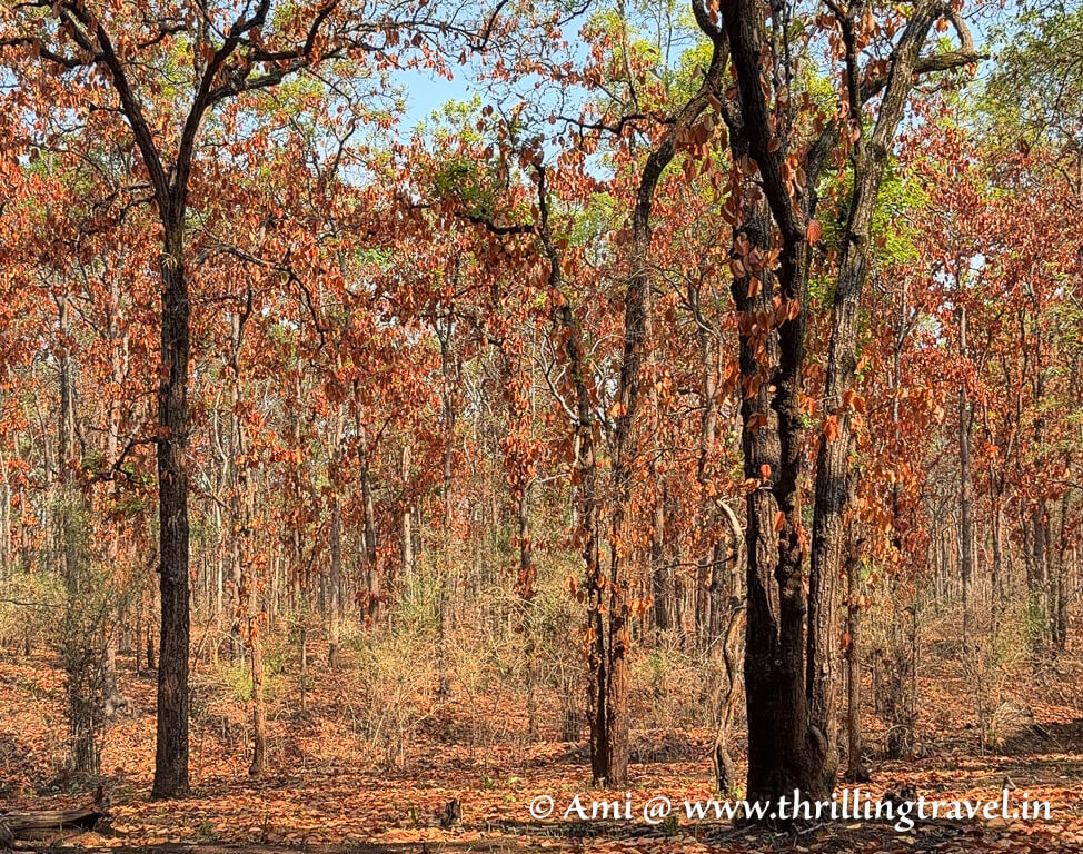 The fiery red sal trees that lined the road to the various Bandhavgarh gates that are so close to the Kings Lodge resort