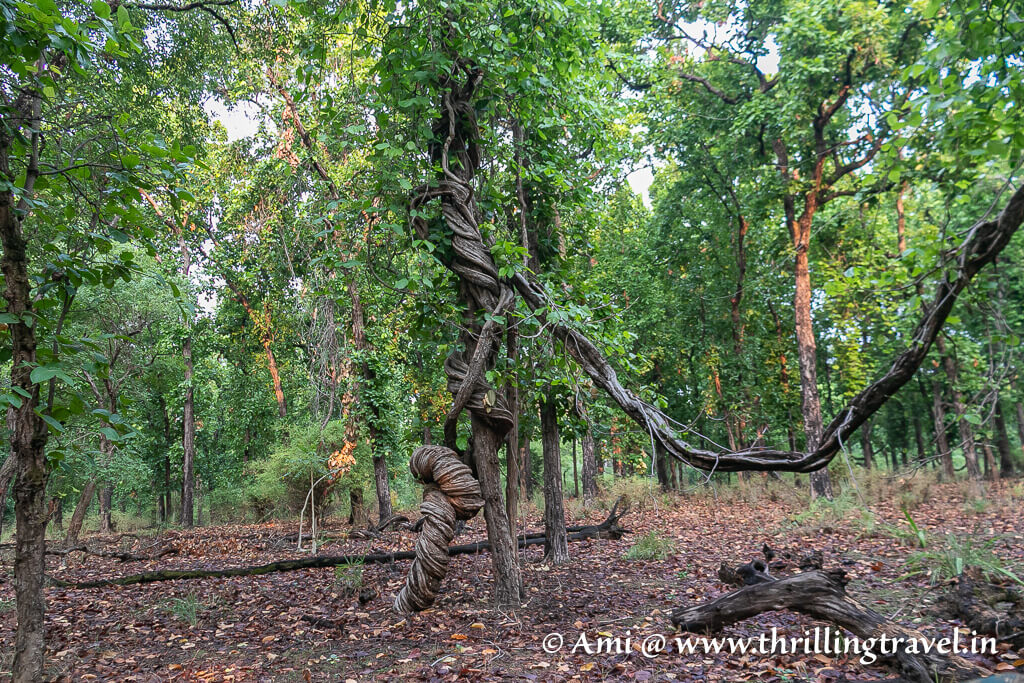 The knarled Whomping willow look alike straggler tree in Bandhavgarh forest