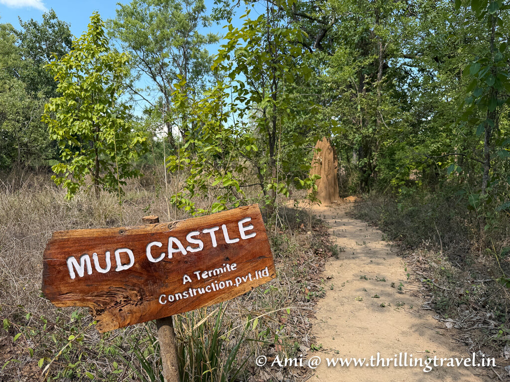 One of the many termite hills in the Kanha national park stay by Pugdundee Safaris